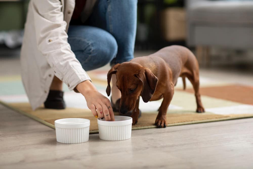 cane che mangia pet food