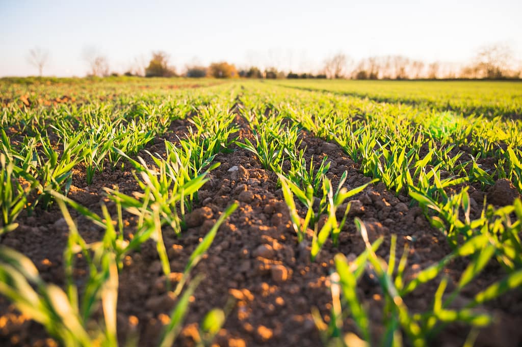 campo di mais pieno di giovani germogli che crescono con il fertilizzante