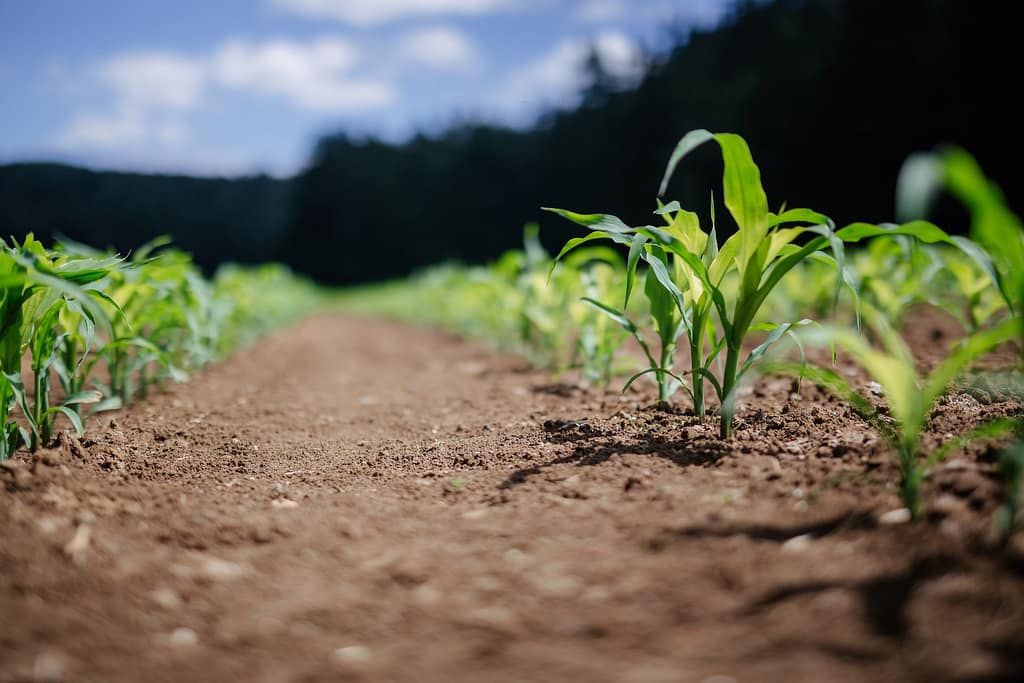 giovani germogli di cereali in un campo agricolo