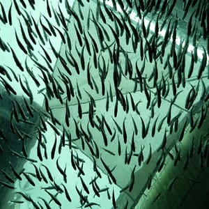 vasca di acquacoltura gigante piena di pesci d'allevamento