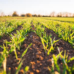 campo di mais pieno di giovani germogli che crescono con il fertilizzante